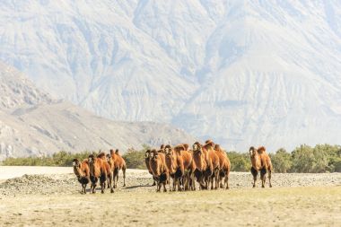 Deve nubra Valley