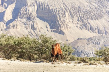 Deve nubra Valley