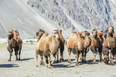 Deve nubra Valley