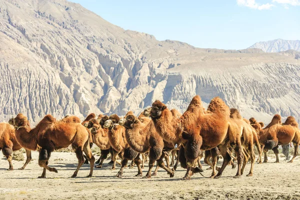 Camello en nubra valle — Foto de Stock