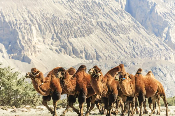 Camelo no vale de Nubra — Fotografia de Stock