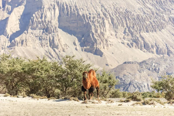 Velbloud v údolí nubra — Stock fotografie