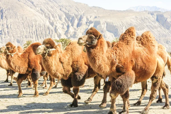 Camelo no vale de Nubra — Fotografia de Stock