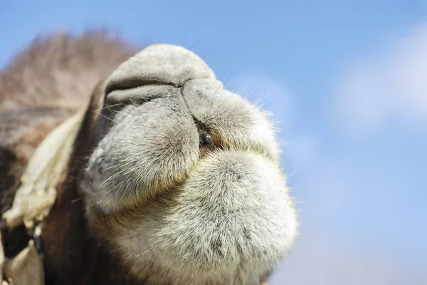 Rosto de camelo — Fotografia de Stock