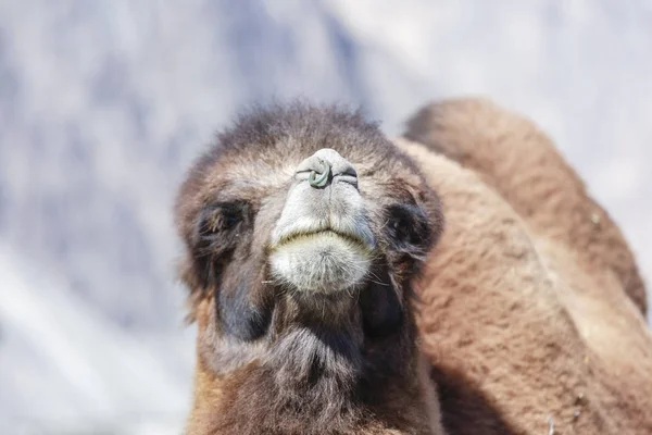 Kamelgesicht — Stockfoto