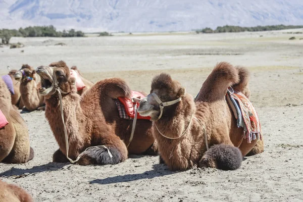 Camelo no vale de Nubra — Fotografia de Stock