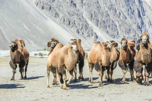 Верблюд в долине Нубра — стоковое фото