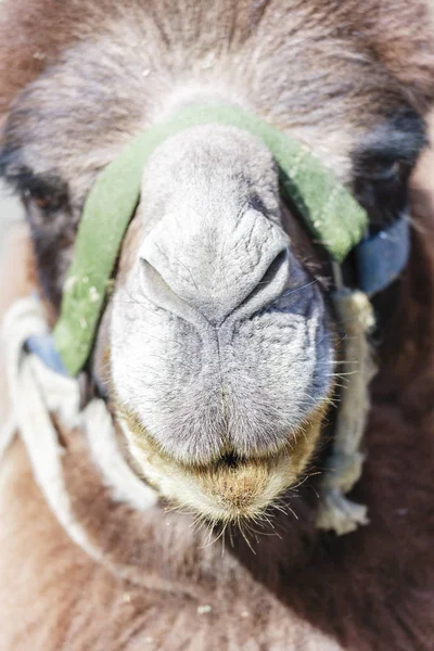 Лицо верблюда — стоковое фото