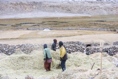 Çiftçilerin hasat pirinç Ladakh, Kuzey Hindistan alanında pirinç