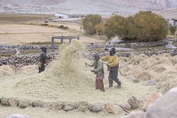 Jordbrukare som skörd ris i risfält i Ladakh, norra Indien — Stockfoto