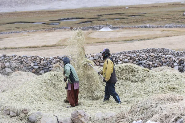 Jordbrukare som skörd ris i risfält i Ladakh, norra Indien — Stockfoto