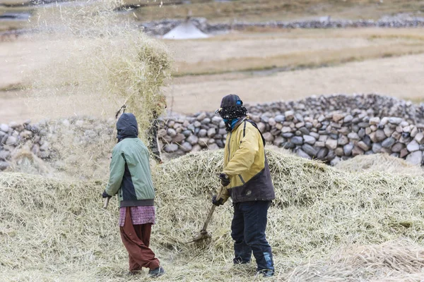 Jordbrukare som skörd ris i risfält i Ladakh, norra Indien — Stockfoto