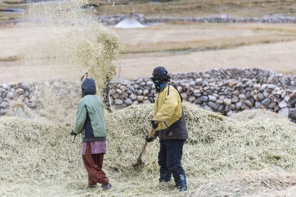 Jordbrukare som skörd ris i risfält i Ladakh, norra Indien — Stockfoto