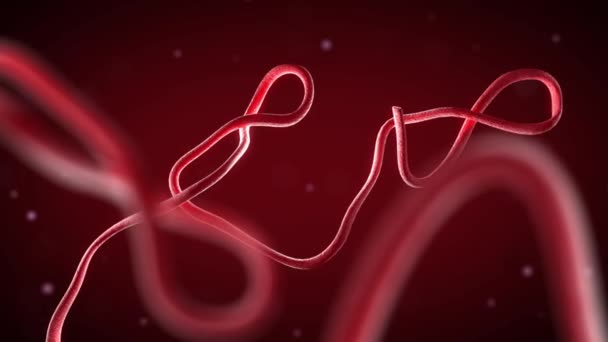 3D иллюстрация, крупным планом микроскопа вирус Эбола — стоковое видео
