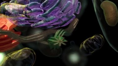 Çekirdekten oluşan tipik bir hayvan hücresinin yapısı