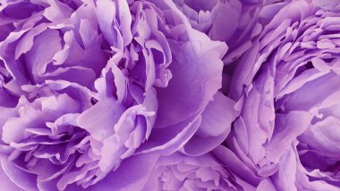 Mor çiçekler buket romantik flora