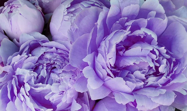 Mor çiçekler buket romantik flora