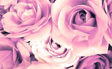 Güzel taç yaprakları Çiçekli bahar çiçekleri