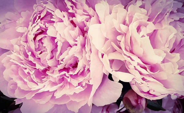 Pink peony petals floral spring flowers