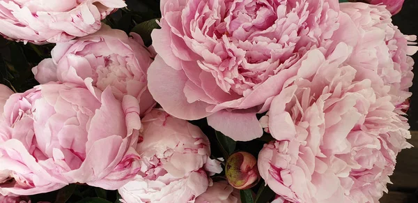 Рожеві Пелюстки Півоній Квіткові Весняні Квіти — стокове фото