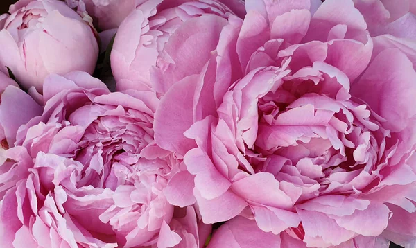 Pembe şakayık çiçekleri.