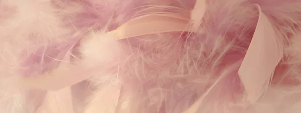 Fluffy pink feathers close up background