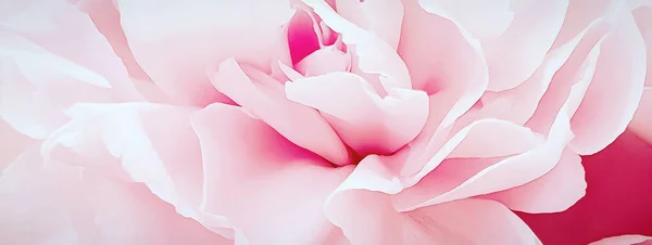 Pretty pink peony petal flowers background wallpaper