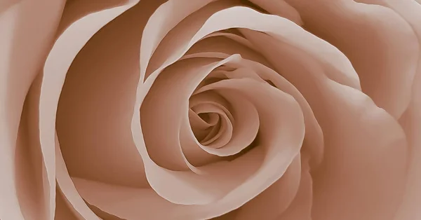 Pembe romantik gül yakın çekim