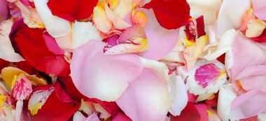 arka plan pembe Gül