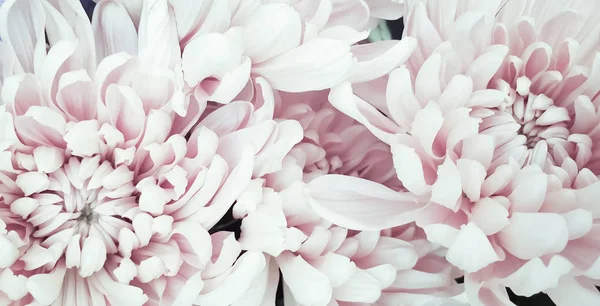 Pembe taç yaprakları, bahar çiçekleri.