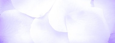 Beyaz gül yaprakları temiz çiçek arkaplanı