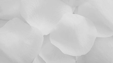 Beyaz gül yaprakları temiz çiçek arkaplanı