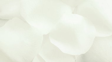 Beyaz gül yaprakları temiz çiçek arkaplanı