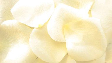 Bahar gülü yaprakları temiz çiçek arkaplanı