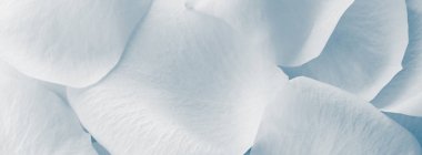 Mavi gül yaprakları Parlak yakın plan