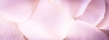 Pembe gül yaprakları, yakın plan parlak.