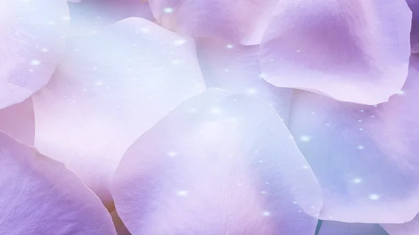 purple rose petals close-up shiny