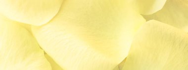 Bahar gülü yaprakları temiz çiçek arkaplanı