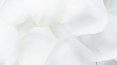 Beyaz gül yaprakları temiz çiçek arkaplanı