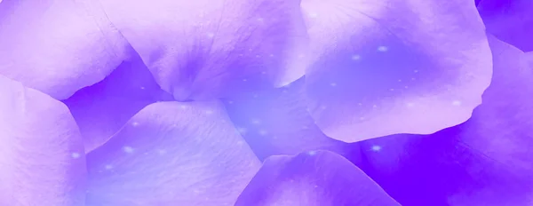Фиолетовые Лепестки Роз Крупным Планом — стоковое фото