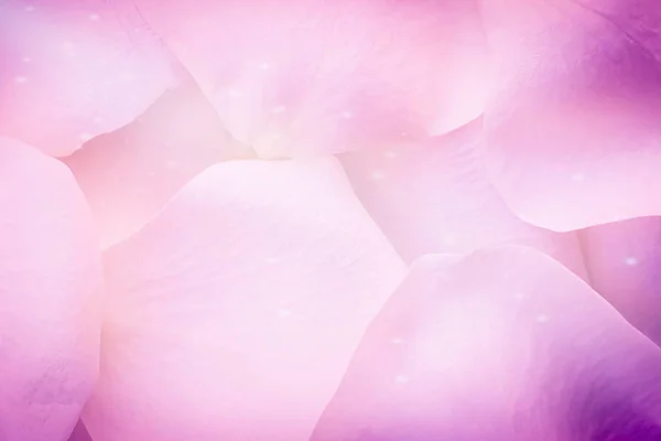 粉红玫瑰花瓣特写闪亮 — 图库照片