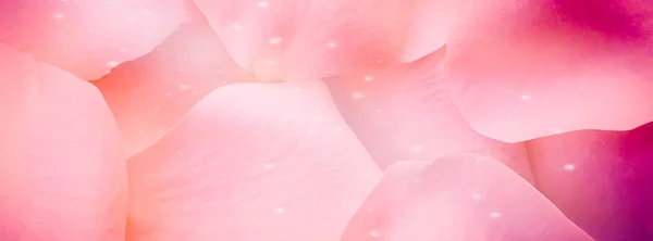 粉红玫瑰花瓣特写闪亮 — 图库照片