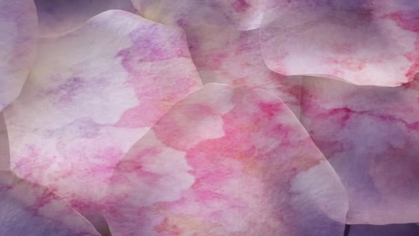Beautiful Rose Petals Background — Stock Video