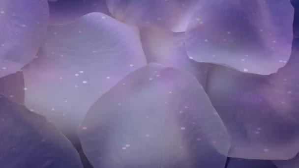 Beautiful Rose Petals Background — Stock Video