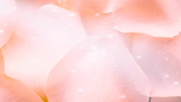 Pétalos Rosa Floral Fondo Limpio — Vídeo de stock