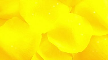 Çiçek yaprakları temiz arkaplan