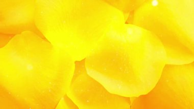 Çiçek yaprakları temiz arkaplan