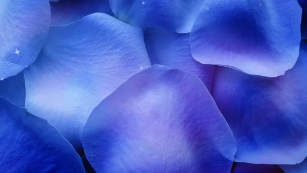 Blue Rose Petals Shiny Background — Stock Video