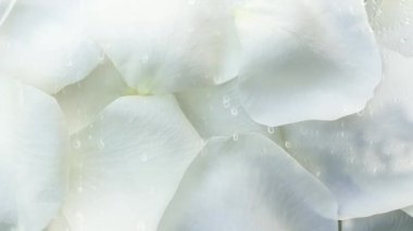 Çiçek yaprakları temiz arkaplan