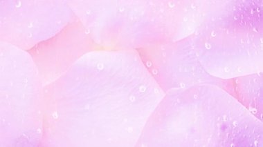Pembe gül yaprakları parlak arkaplan